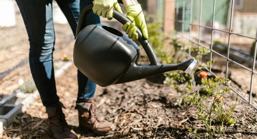 Water saving tips for checking moisture in newly mulched backyard garden beds