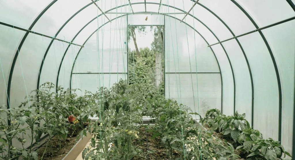 Pest control tips showing how to inspect the stem base of a vegetable plant near the soil line