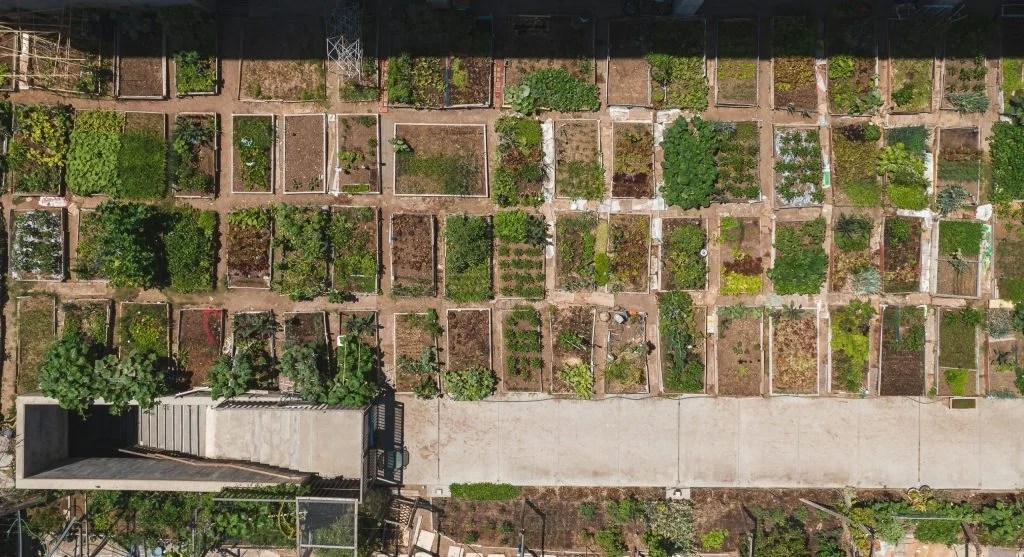 neat rows in backyard garden bed