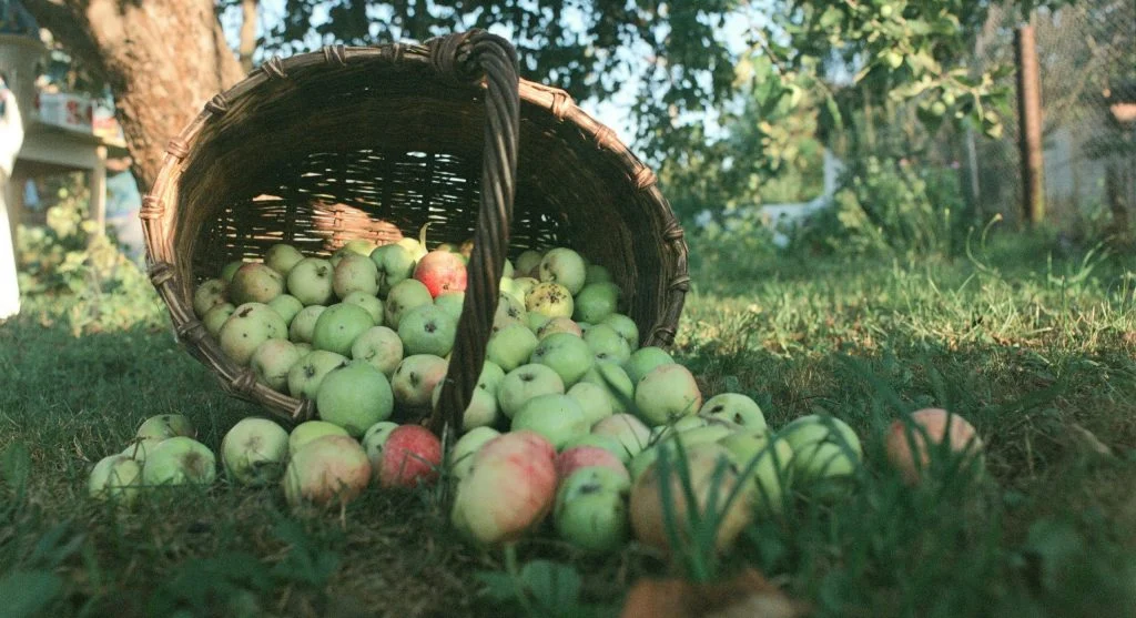 Harvest tips showing several ripeness stages in one backyard garden bed