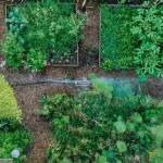 backyard garden morning routine tips