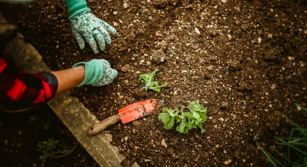soil clods broken apart