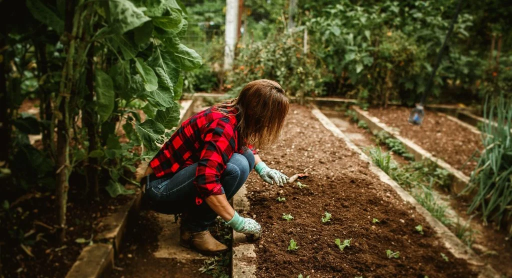Planting tips for setting up staggered planting rows in a backyard garden bed