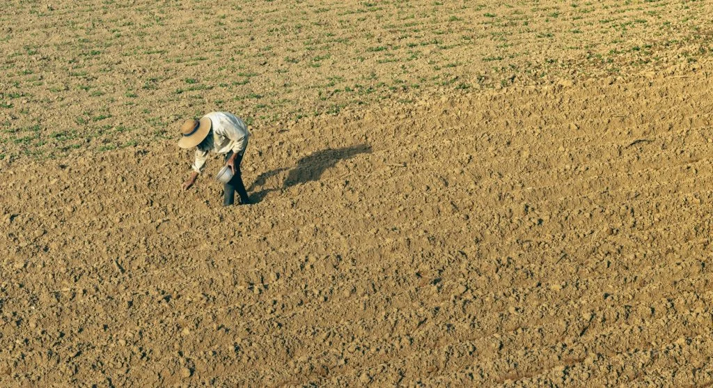 soil preparation for even planting rows