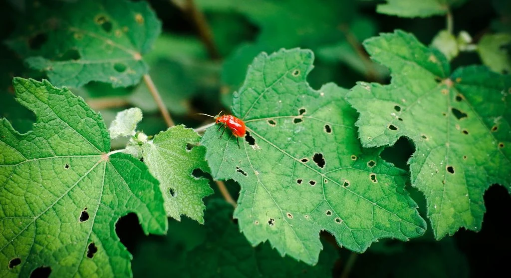 young leaves checked for pests
