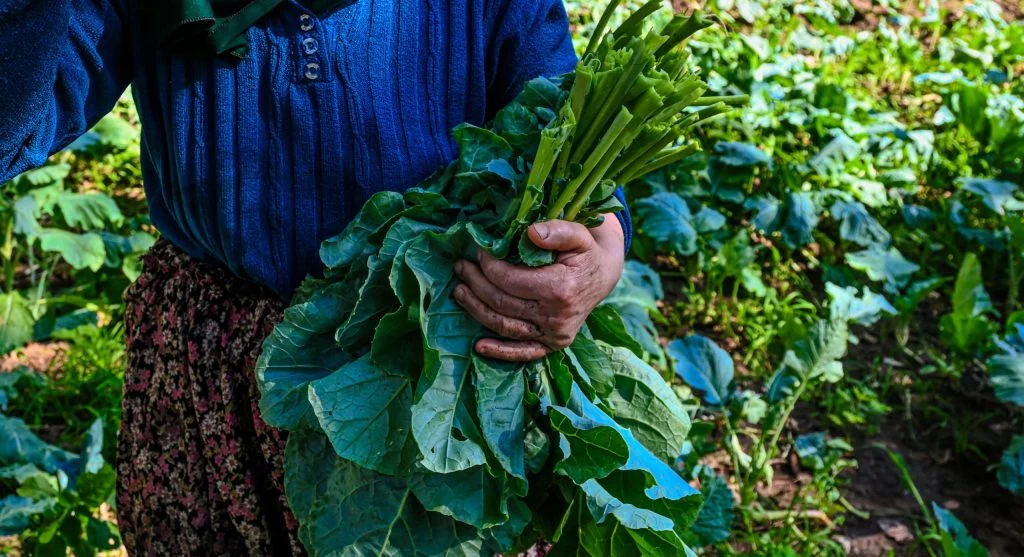 leafy greens harvest tips