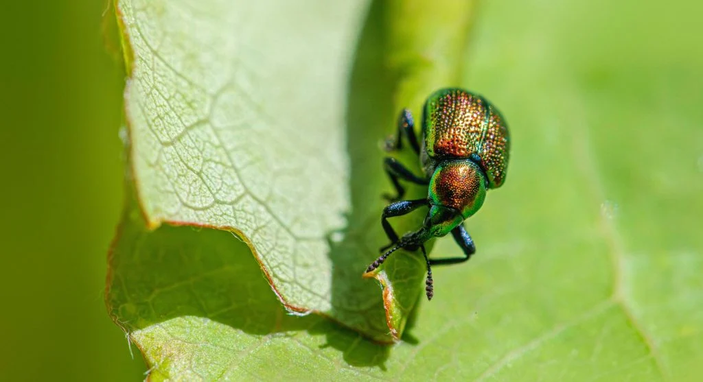 backyard crop leaf inspection for pests