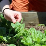 picking leafy greens in garden