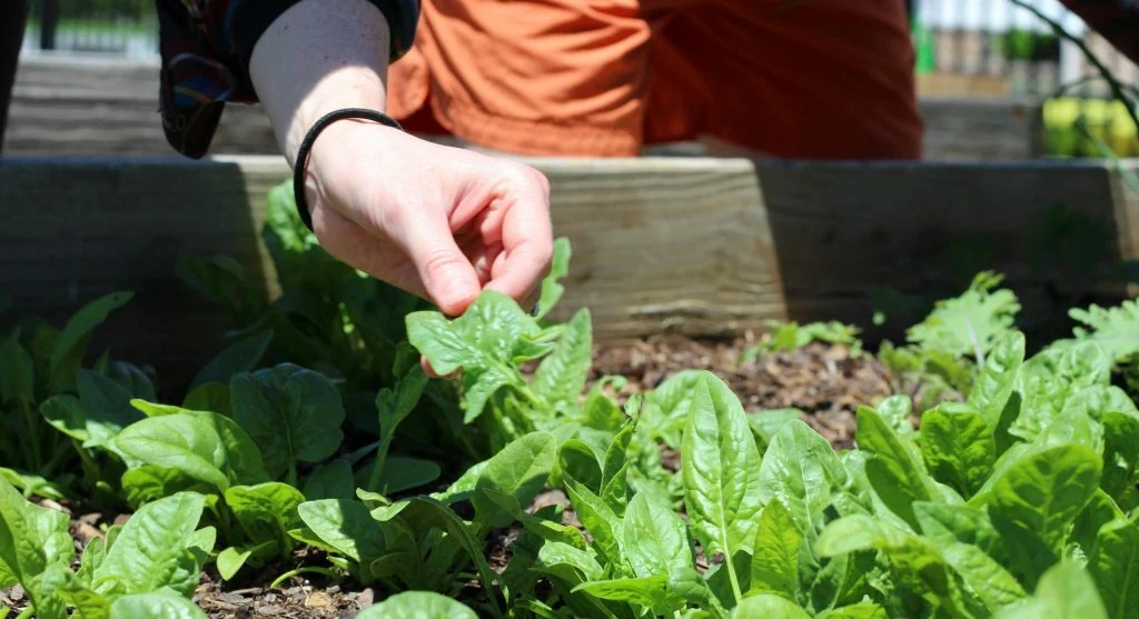picking leafy greens in garden
