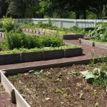 taller shorter crops together garden