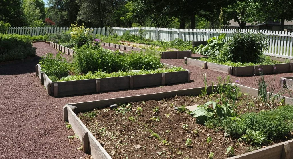 taller shorter crops together garden
