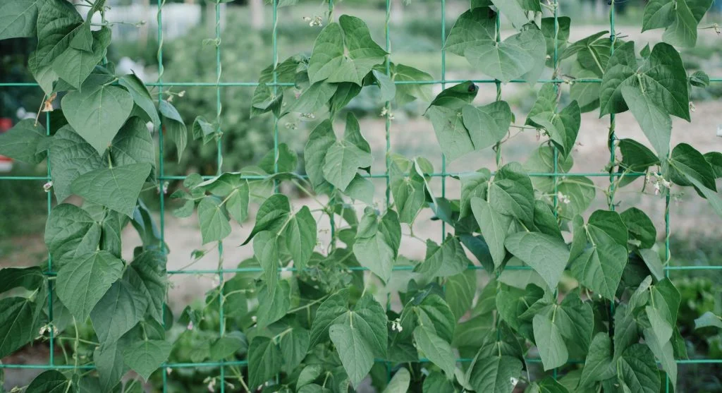 harvesting leafy greens for regrowth