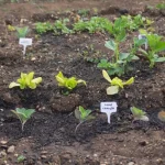 Pest control tips for spotting early pest damage starting in one corner of a backyard garden bed