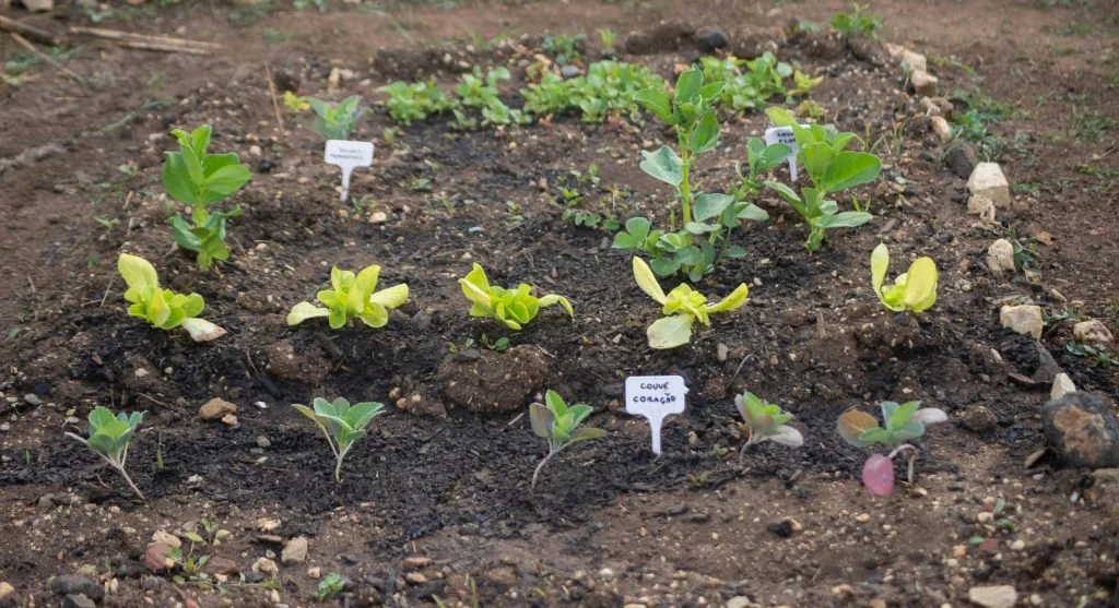 Garden tips showing side-by-side differences in growth across one backyard garden bed