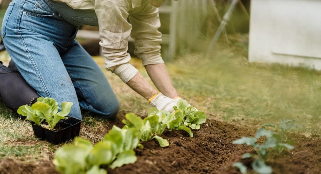 Planting tips showing staggered garden rows kept easy to recognize with clear spacing and markers