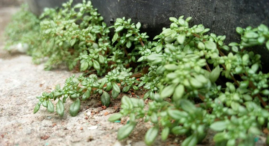 Garden tips for checking path and edge pressure when one side of a bed grows more slowly