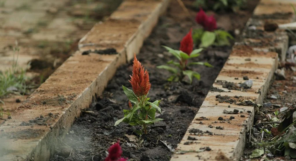 small plant growth in tired soil