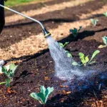 Soil tips for comparing how different backyard garden beds drain and dry after rain