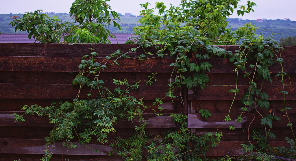 Garden tips showing when dense growth creates visual noise instead of organized productivity