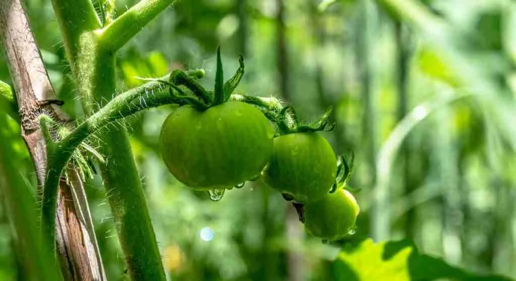 Harvest tips for opening a crowded plant by removing mature produce at the right time