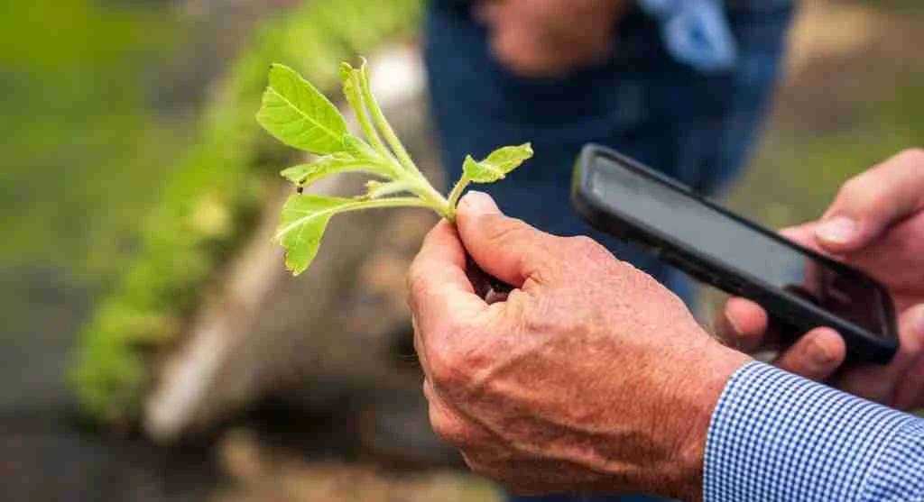 Pest control tips for inspecting tender new growth in the morning for clearer early signs