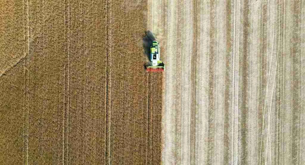 Harvest tips showing how the earliest ready produce should be picked before the rest of the plant catches up