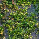 Soil tips for noticing when water sits on top of a garden bed before reaching the root zone