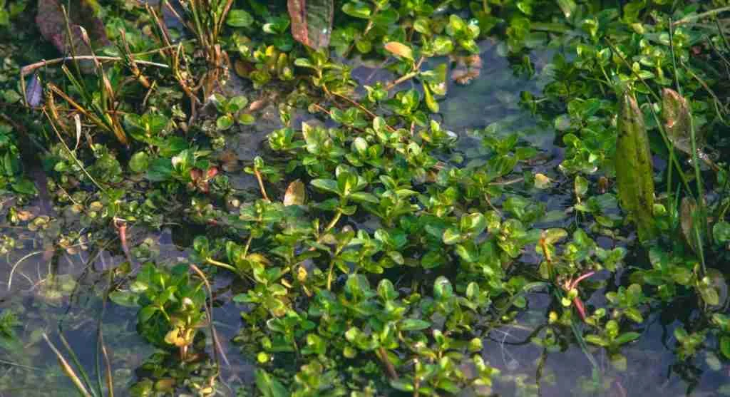 Soil tips for noticing when water sits on top of a garden bed before reaching the root zone