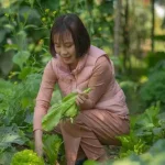 Harvest tips for picking garden crops in stages instead of waiting for the whole plant at once