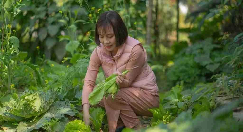 Harvest tips for picking garden crops in stages instead of waiting for the whole plant at once