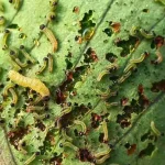 Pest control tips for spotting repeated small pest damage in a backyard vegetable garden