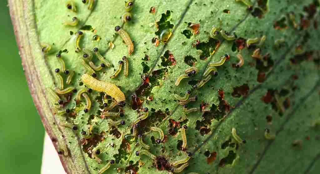 Pest control tips for spotting repeated small pest damage in a backyard vegetable garden