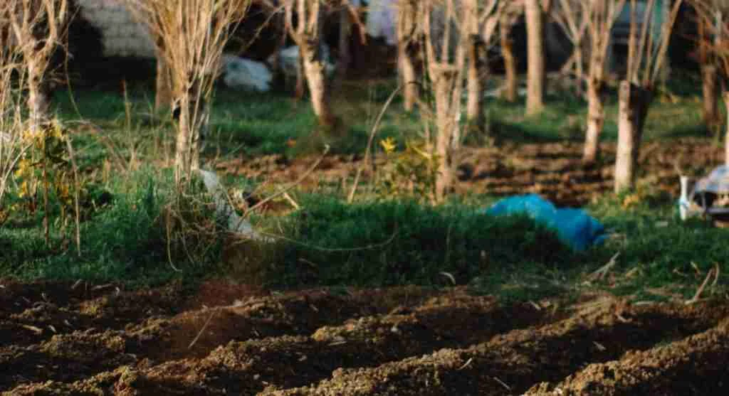 Growing hacks showing temporary quick crops planted in early-season gaps between young vegetables