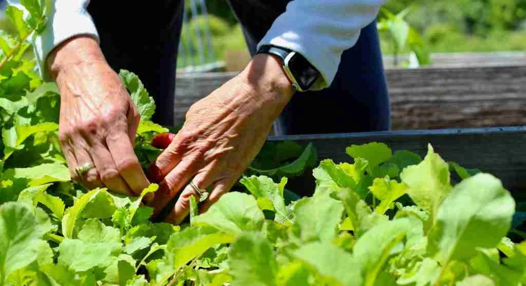 Garden tips showing how a productive full bed still keeps harvest targets easy to see