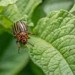 Pest control tips for checking hidden pest damage beneath dense summer garden growth