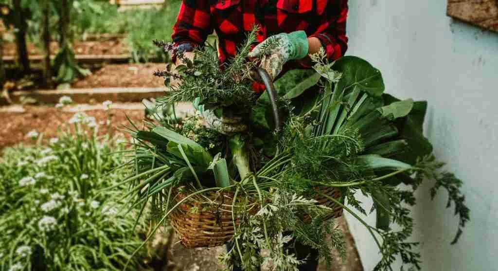 Harvest tips showing how removing mature produce can reveal and support younger garden growth