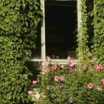 Garden tips for telling whether a full backyard bed is productive or starting to lose direction