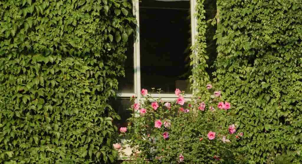 Garden tips for telling whether a full backyard bed is productive or starting to lose direction