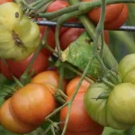 Harvest tips for deciding when backyard garden produce is ready to pick for the kitchen
