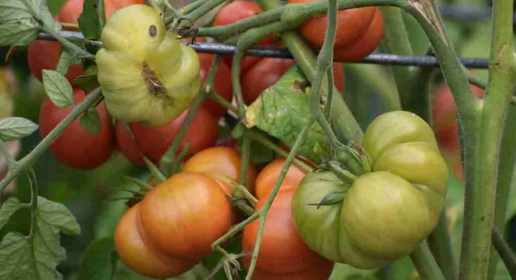 Harvest tips for deciding when backyard garden produce is ready to pick for the kitchen