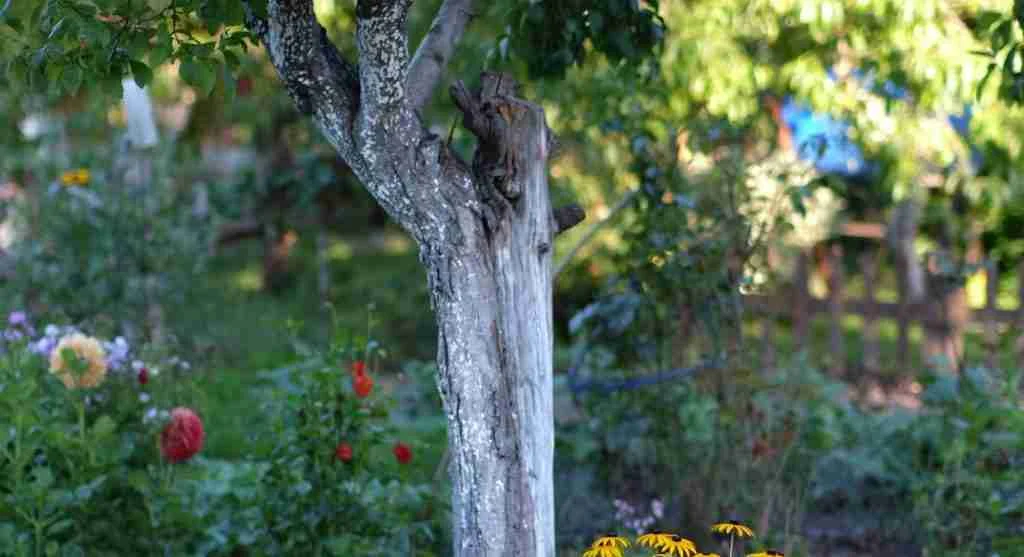Water saving tips showing one part of a garden bed drying faster than the rest