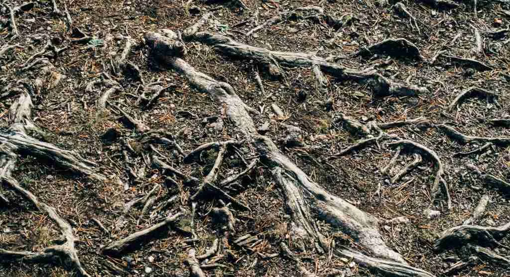Soil tips showing repeated spot watering as a sign of hidden root-zone imbalance
