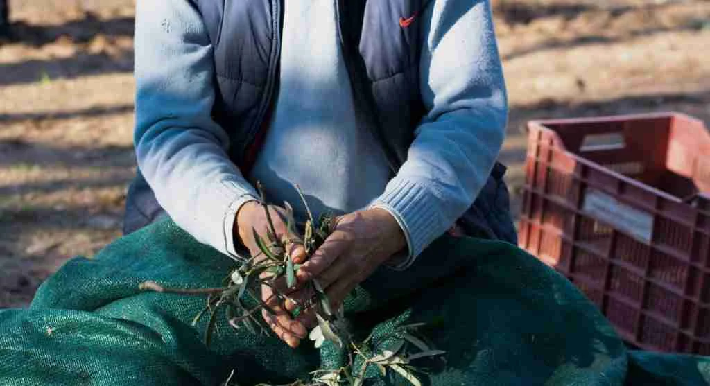 Harvest tips showing delicate produce picked before sturdier crops on a busy harvest day
