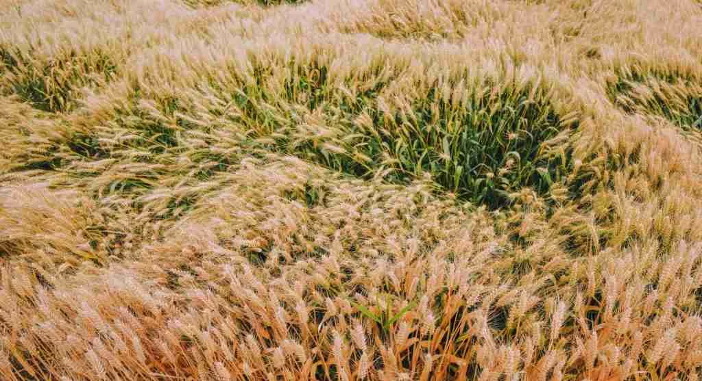 Soil tips showing uneven crop rhythm as a clue to hidden root-zone issues