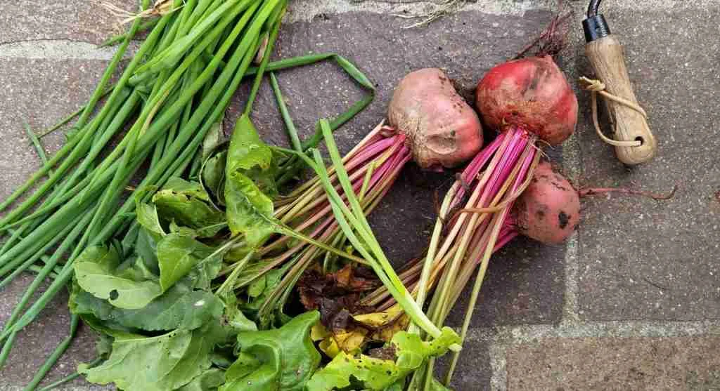 Harvest tips for linking garden picking decisions with real kitchen use
