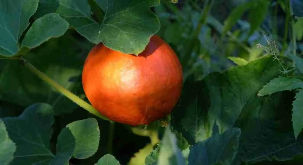 Harvest tips showing ripe produce that looks attractive in the garden but is ready for kitchen use