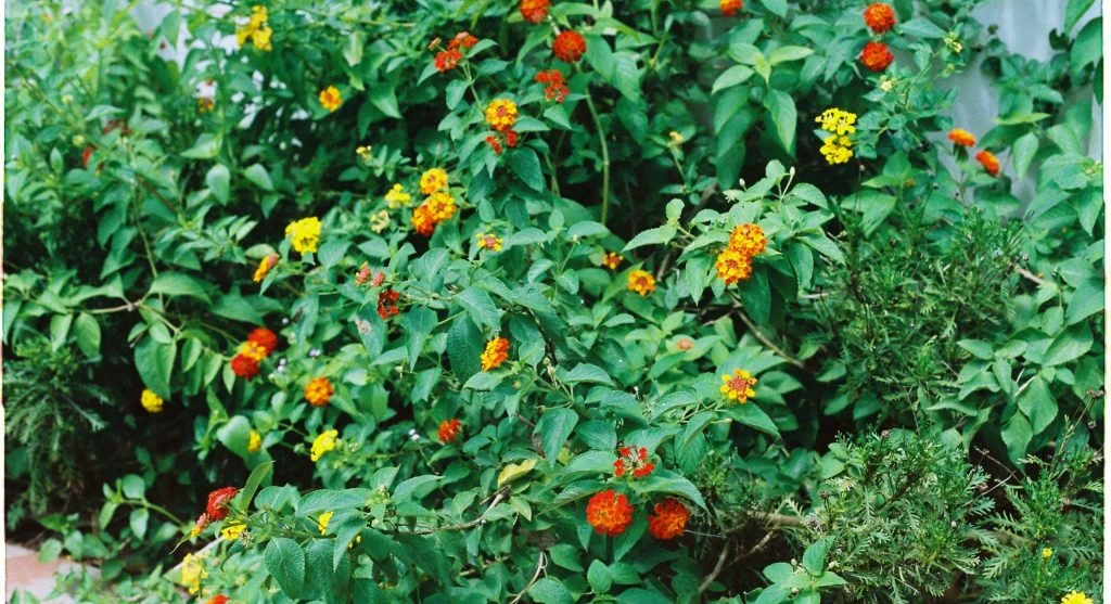 crowded garden bed hiding crops