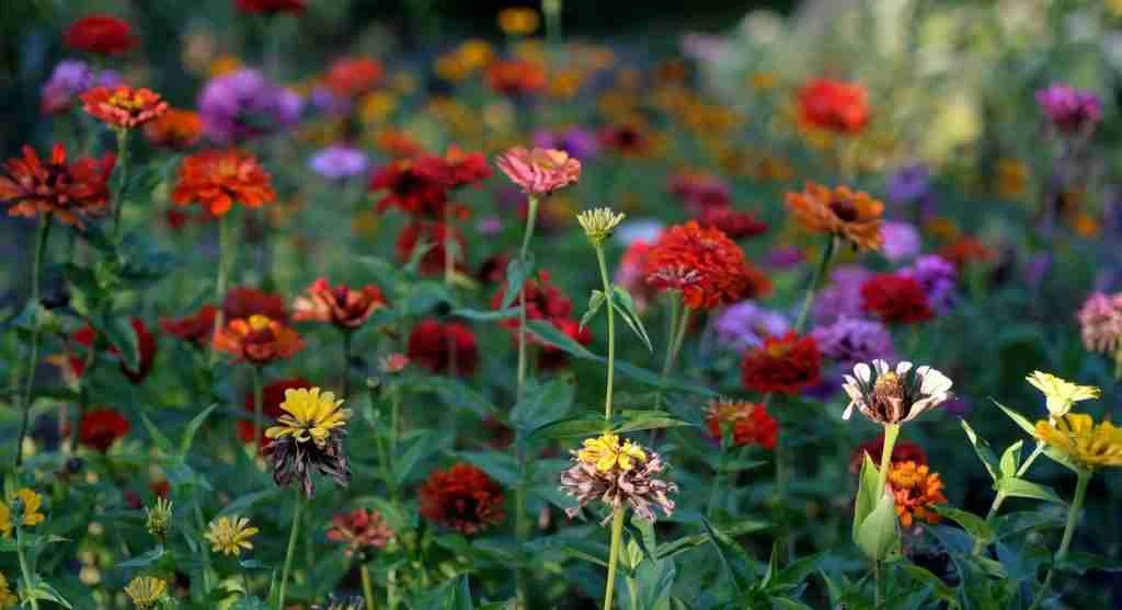 Growing hacks showing a midseason opening inside a still-active backyard garden bed