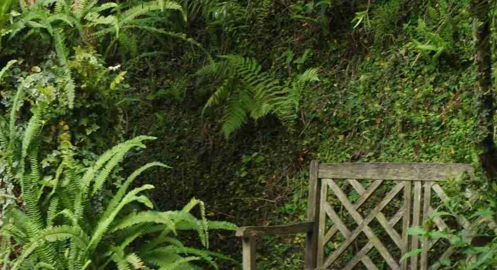 Planting tips for matching a corner planting to the real light conditions of that garden edge