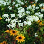 Growing hacks for managing a garden bed with both fast-growing and slow-growing crops